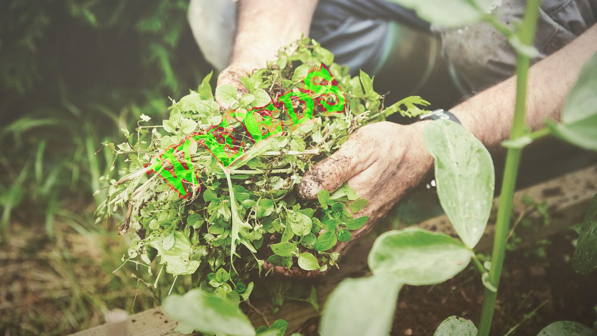 Poem Weeds Daddiocast