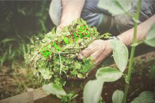 Poem Weeds Daddiocast